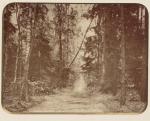 Dobrygość las  ok 1881 r